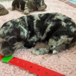 Mini Poodle Moyen Poodle Klein Poodle puppies for sale