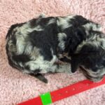 Mini Poodle Moyen Poodle Klein Poodle puppies for sale