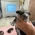 Mini Poodle Moyen Poodle Klein Poodle puppies for sale