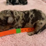 Mini Poodle Moyen Poodle Klein Poodle puppies for sale