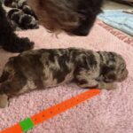 Mini Poodle Moyen Poodle Klein Poodle puppies for sale