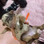 Mini Poodle Moyen Poodle Klein Poodle puppies for sale
