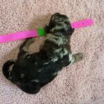 Mini Poodle Moyen Poodle Klein Poodle puppies for sale