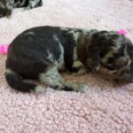 Mini Poodle Moyen Poodle Klein Poodle puppies for sale