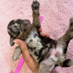Mini Poodle Moyen Poodle Klein Poodle puppies for sale