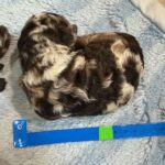 Mini Poodle Moyen Poodle Klein Poodle puppies for sale