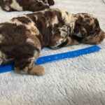 Mini Poodle Moyen Poodle Klein Poodle puppies for sale