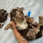 Mini Poodle Moyen Poodle Klein Poodle puppies for sale