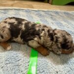 Mini Poodle Moyen Poodle Klein Poodle puppies for sale