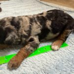 Mini Poodle Moyen Poodle Klein Poodle puppies for sale