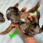 Mini Poodle Moyen Poodle Klein Poodle puppies for sale