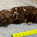 Mini Poodle Moyen Poodle Klein Poodle puppies for sale