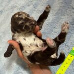 Mini Poodle Moyen Poodle Klein Poodle puppies for sale