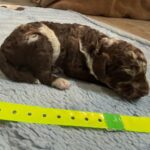 Mini Poodle Moyen Poodle Klein Poodle puppies for sale