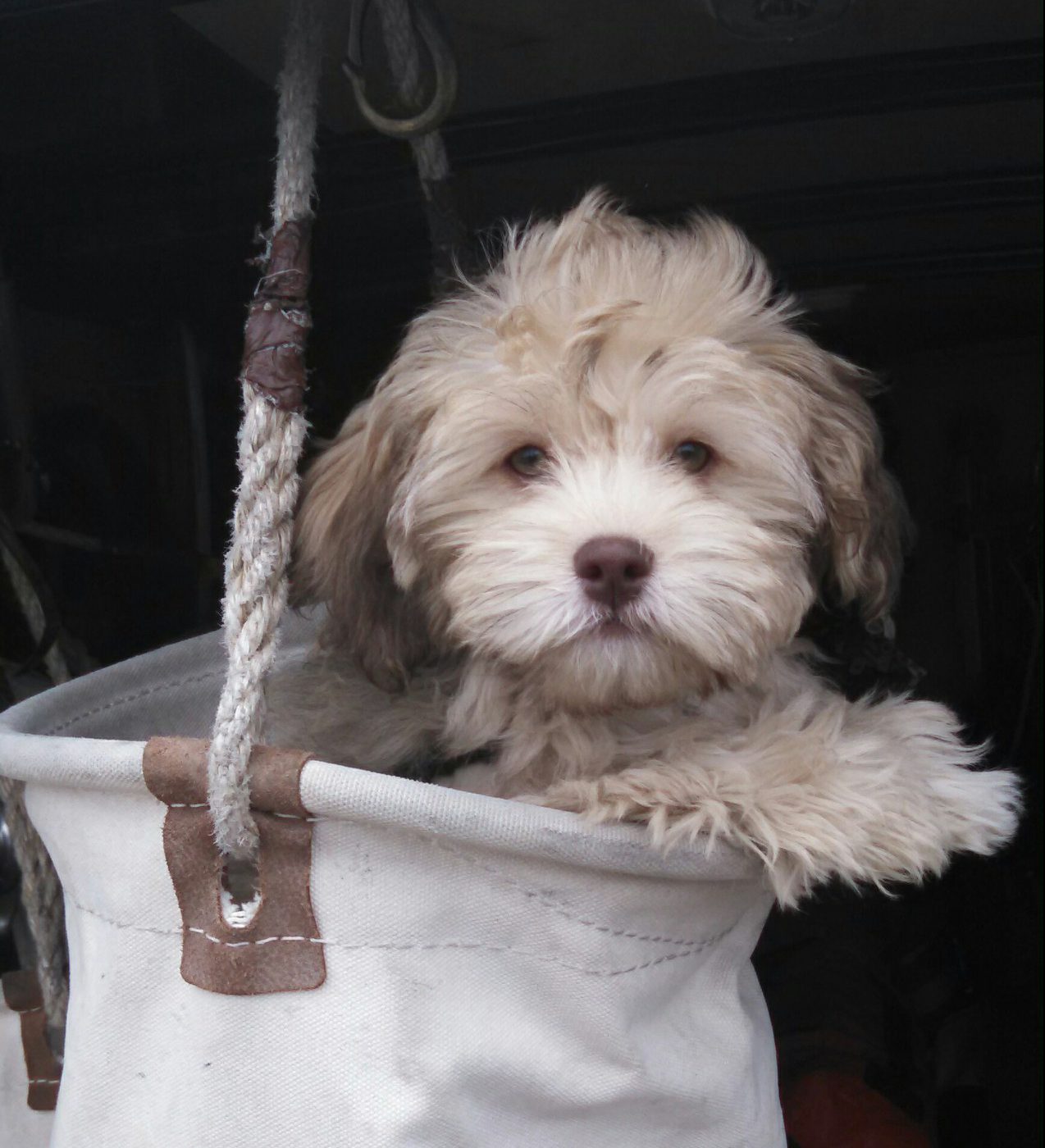 chocolate havanese puppies for sale