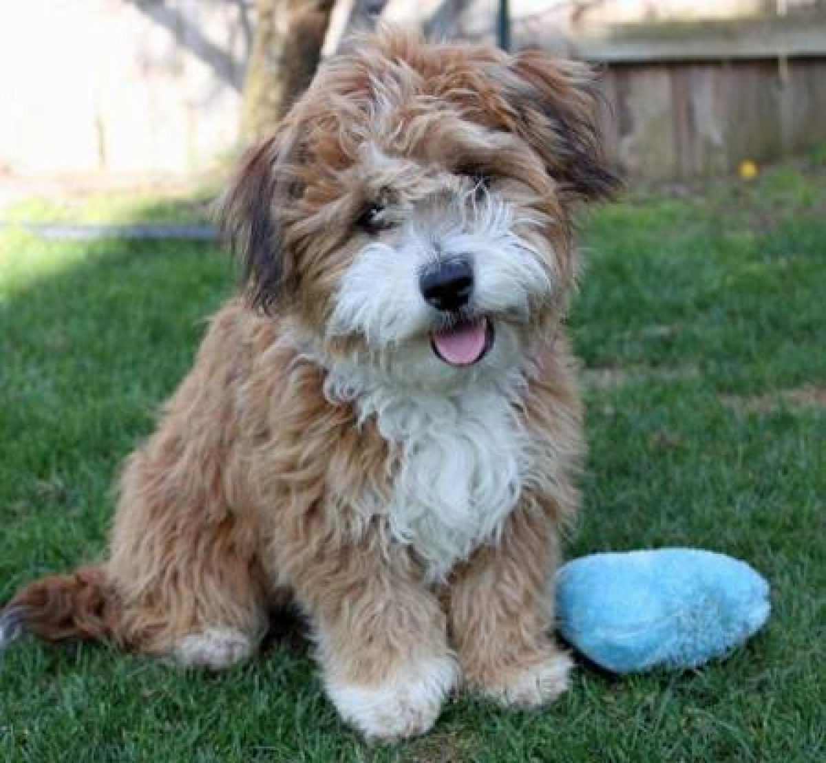 havanese dog stuffed animal