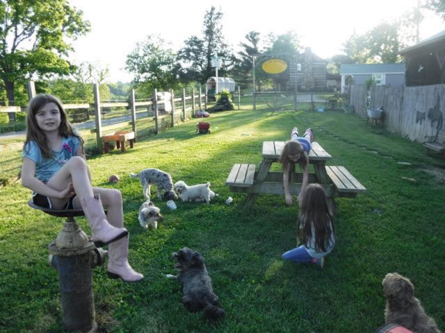 Breeding small hypo-allergenic non-shedding puppies