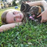 YorkiePoo Puppies for sale, HavaPoo Puppies, Small Non-shedding, hypoallergenic