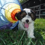 YorkiPoo Puppy