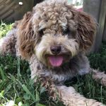 Mini Poodle mix puppy for sale