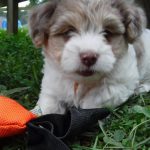 Poodle Yorkie Havanese Breeder Ohio Puppies for Sale