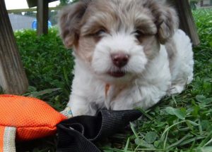 Poodle Yorkie Havanese Breeder Ohio Puppies for Sale