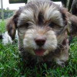 Poodle Yorkie Havanese Breeder Ohio Puppies for Sale