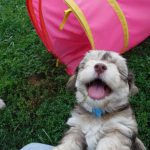 Poodle Yorkie Havanese Breeder Ohio Puppies for Sale