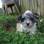 Poodle Yorkie Havanese Breeder Ohio Puppies for Sale