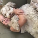 Poodle Yorkie Havanese Breeder Ohio Puppies for Sale