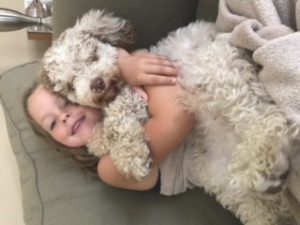 Poodle Yorkie Havanese Breeder Ohio Puppies for Sale