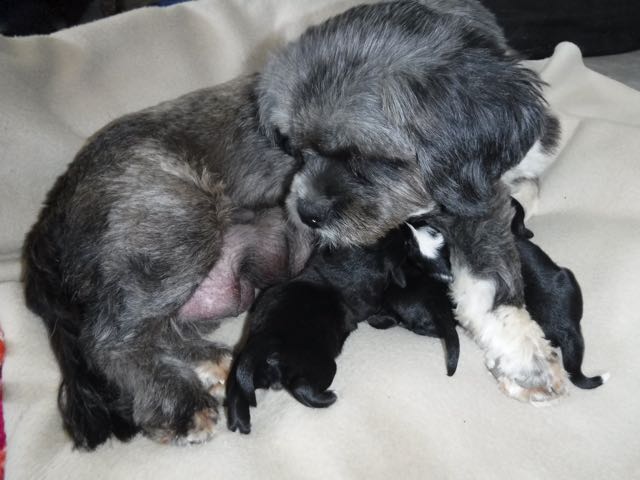 Havanese / Lhasa Apso Puppies for sale