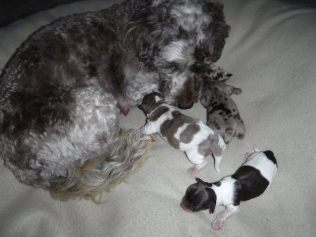 Havanese / Mini Poodle / Yorkie Puppies for sale