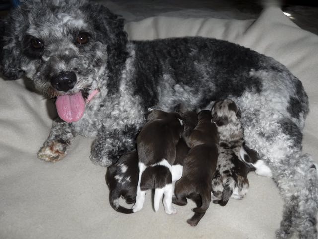 Havanese / Poodle / Yorkie Puppies for sale