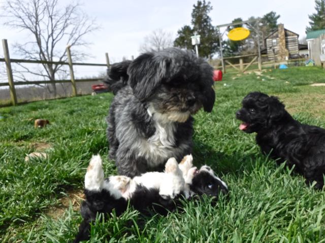 Our Sweet Lhasa Apso Cupcake Is Retiring Sunny Day Puppies Lhasa Apso Cupcake Is Retiring