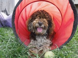 breeder of havapoo puppies for sale