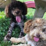 breeder of havapoo puppies for sale