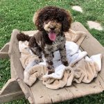 breeder of havapoo puppies for sale
