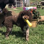 breeder of havapoo puppies for sale