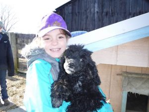 Moyen Mini black merle Poodle Nickers -puppy breeder 