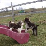 breeder of havapoo puppies for sale