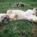 sable havanese breeder ohio