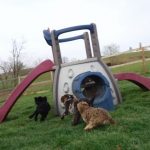 Moyen Mini black merle Poodle Nickers -puppy breeder