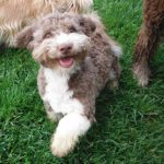 Chocolate Tuxedo Havanese mix puppies for sale