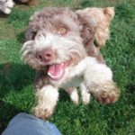 Chocolate Tuxedo Havanese mix puppies for sale