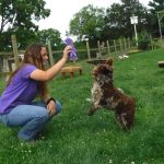 breeder of havapoo puppies for sale