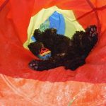 Moyen Mini black merle Poodle Nickers -puppy breeder