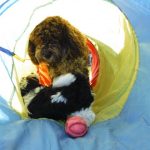 breeder of havapoo puppies for sale