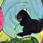 Moyen Mini black merle Poodle Nickers -puppy breeder