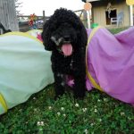 Moyen Mini black merle Poodle Nickers -puppy breeder